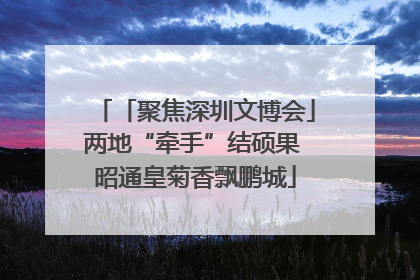 「聚焦深圳文博会」两地“牵手”结硕果 昭通皇菊香飘鹏城
