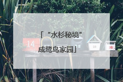 “水杉秘境”成鹭鸟家园