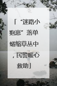 “迷路小狍崽”落单蜷缩草丛中，民警暖心救助
