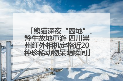 熊猫深夜“圈地”、羚牛故地重游 四川崇州红外相机定格近20种珍稀动物呆萌瞬间
