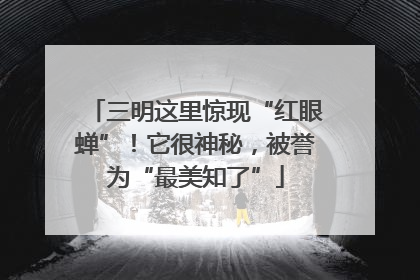 三明这里惊现“红眼蝉”！它很神秘，被誉为“最美知了”