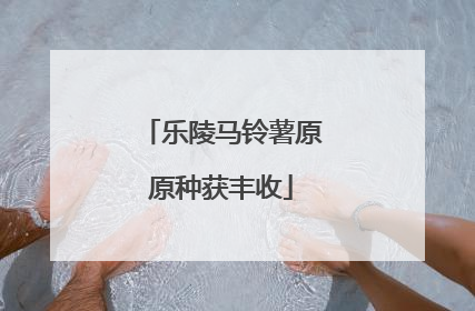 乐陵马铃薯原原种获丰收