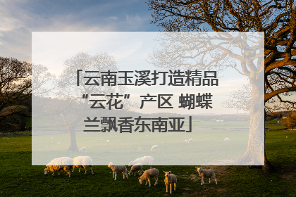 云南玉溪打造精品“云花”产区 蝴蝶兰飘香东南亚