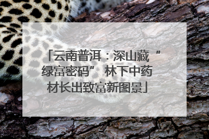 云南普洱：深山藏“绿富密码” 林下中药材长出致富新图景