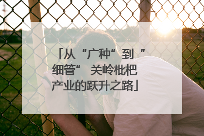 从“广种”到“细管” 关岭枇杷产业的跃升之路