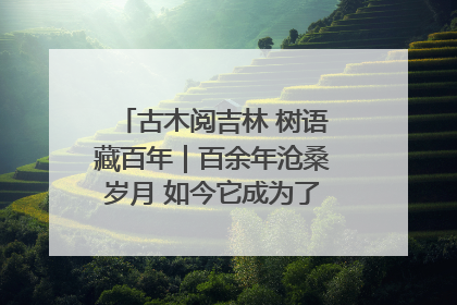 古木阅吉林 树语藏百年｜百余年沧桑岁月 如今它成为了“镇园之宝”
