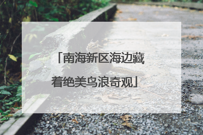 南海新区海边藏着绝美鸟浪奇观