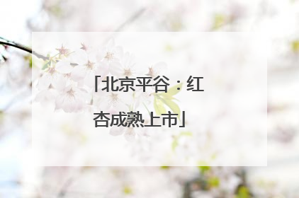 北京平谷：红杏成熟上市