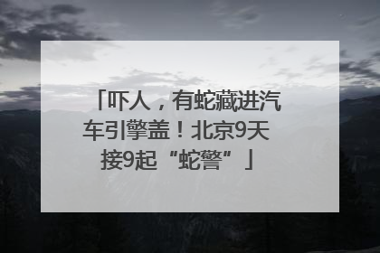 吓人，有蛇藏进汽车引擎盖！北京9天接9起“蛇警”