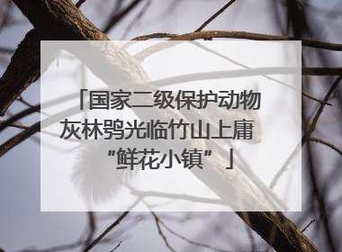 国家二级保护动物灰林鸮光临竹山上庸“鲜花小镇”