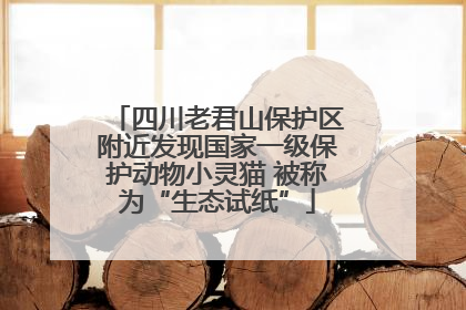 四川老君山保护区附近发现国家一级保护动物小灵猫 被称为“生态试纸”