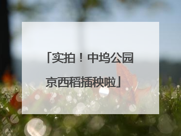 实拍！中坞公园京西稻插秧啦