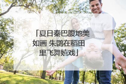 夏日秦巴腹地美如画 朱鹮在稻田里飞舞嬉戏