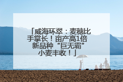 威海环翠：麦穗比手掌长！亩产高1倍 新品种“巨无霸”小麦丰收！