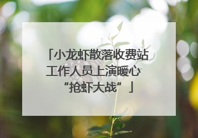 小龙虾散落收费站 工作人员上演暖心“抢虾大战”