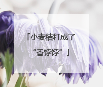 小麦秸秆成了“香饽饽”