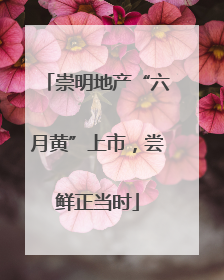 崇明地产“六月黄”上市，尝鲜正当时