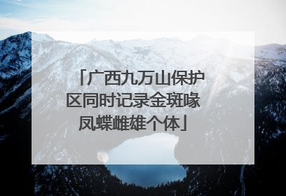 广西九万山保护区同时记录金斑喙凤蝶雌雄个体