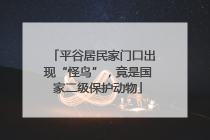 平谷居民家门口出现“怪鸟”，竟是国家二级保护动物