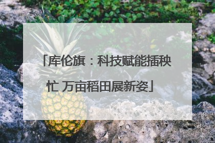 库伦旗：科技赋能插秧忙 万亩稻田展新姿