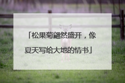 松果菊翩然盛开，像夏天写给大地的情书