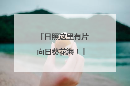 日照这里有片向日葵花海！