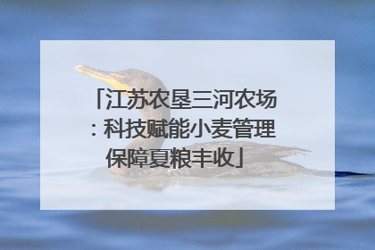 江苏农垦三河农场：科技赋能小麦管理保障夏粮丰收