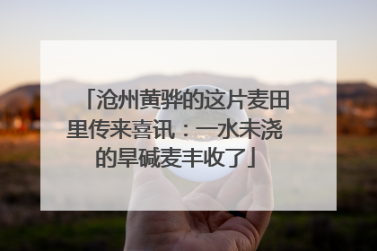沧州黄骅的这片麦田里传来喜讯：一水未浇的旱碱麦丰收了