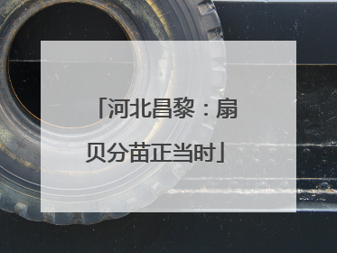 河北昌黎：扇贝分苗正当时