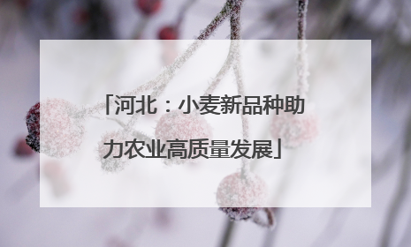 河北：小麦新品种助力农业高质量发展