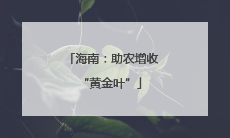 海南：助农增收 “黄金叶”