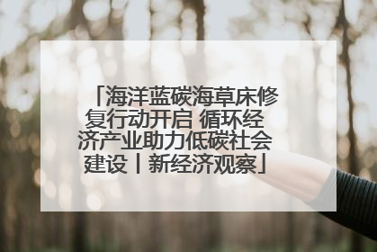 海洋蓝碳海草床修复行动开启 循环经济产业助力低碳社会建设丨新经济观察