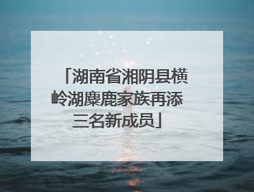 湖南省湘阴县横岭湖麋鹿家族再添三名新成员