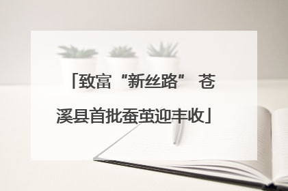 致富“新丝路” 苍溪县首批蚕茧迎丰收