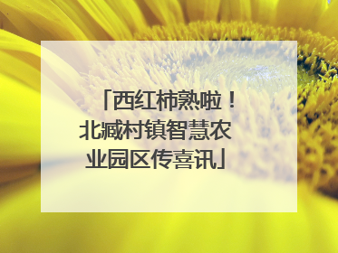 西红柿熟啦！北臧村镇智慧农业园区传喜讯