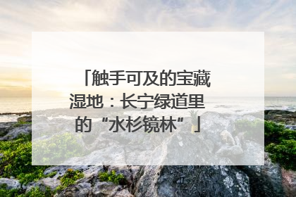 触手可及的宝藏湿地：长宁绿道里的“水杉镜林”