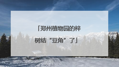郑州植物园的梓树结“豆角”了