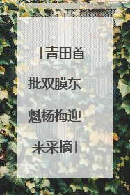 青田首批双膜东魁杨梅迎来采摘