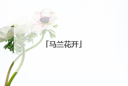 马兰花开