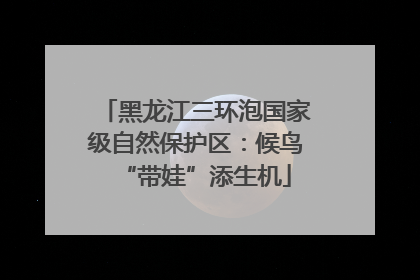 黑龙江三环泡国家级自然保护区：候鸟“带娃”添生机