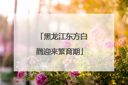 黑龙江东方白鹳迎来繁育期