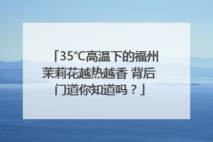 35℃高温下的福州茉莉花越热越香 背后门道你知道吗？