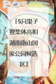 5只果子狸集体亮相湖南南山国家公园候选区